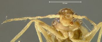 Media type: image;   Entomology 29788 Aspect: head frontal view